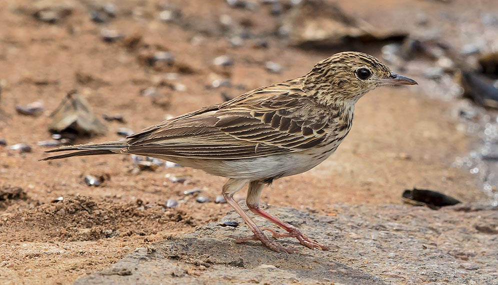 Bushveld Pipit